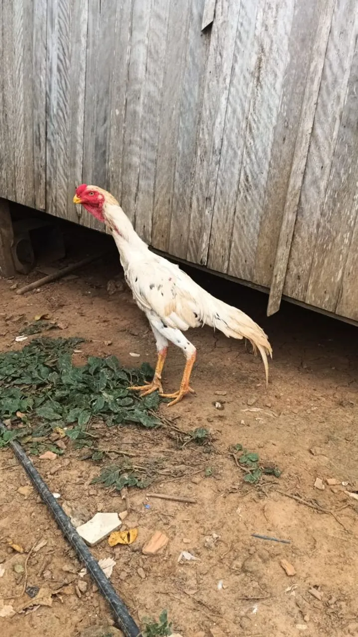 Galo e galinha indiano