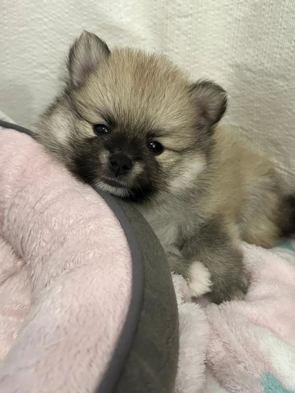 Filhotes Spitz Alemão Anão / Lulu da Pomerania  - Foto 5