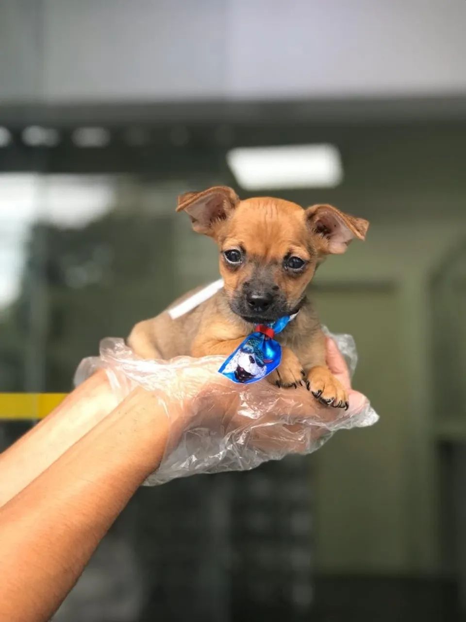 Pinscher machinho cor caramelo filhote com 54 dias vacinado e com pedigree