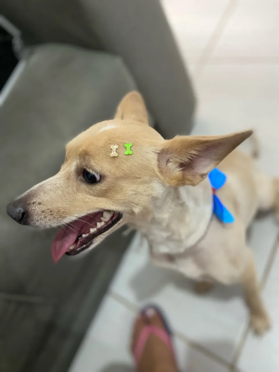 Cachorro adorável disponível para adoção!