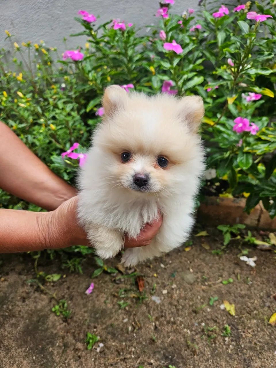Lulu da Pomerania - Foto 3