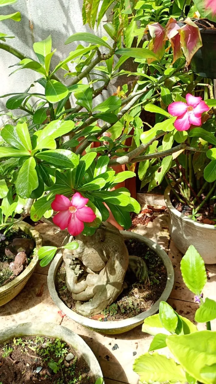 rosa do deserto