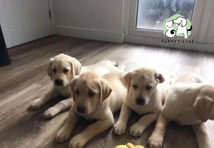 Labrador linhagem campea ( foto real fêmea em loja ) - Foto 3
