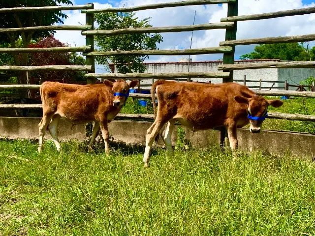 Bezerro Touro Jersey P.O  - Para Reprodução manso de Cabresto - Foto 2