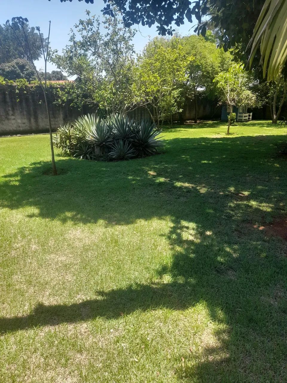 Jardinagem/Poda/Limpeza de Terreno - Foto 4