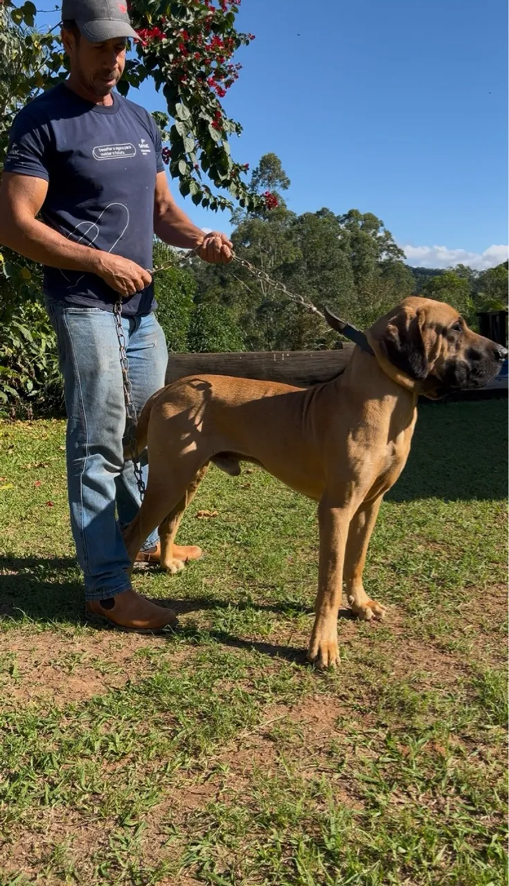 Filhote fila brasileiro