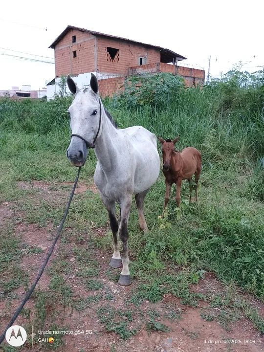 Vendo égua com potro - Foto 4