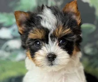  Surpresa que Abana o Rabo - Adote um Sonho em Versão Biewer!