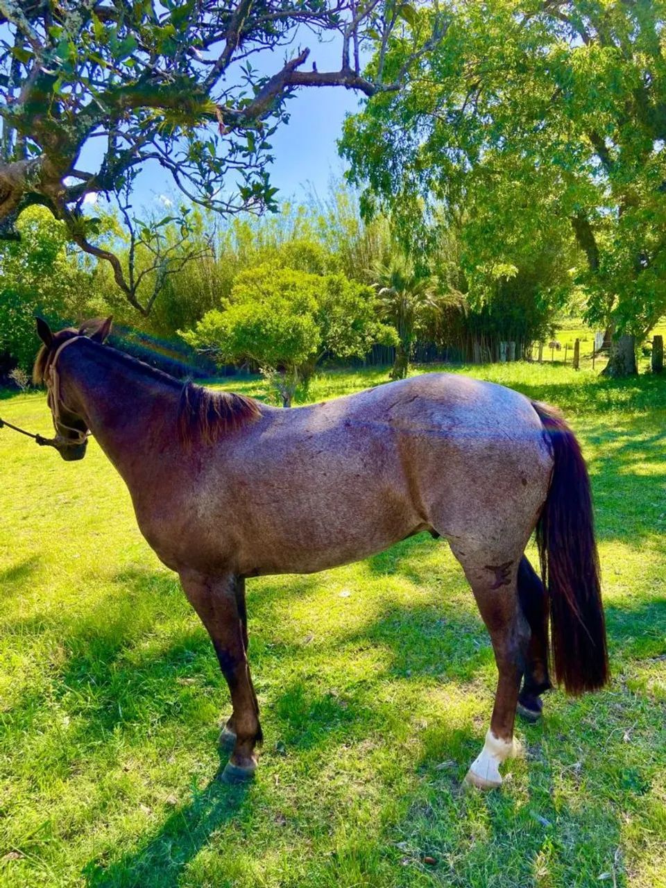 Cavalo pronto de laço!! - Foto 4