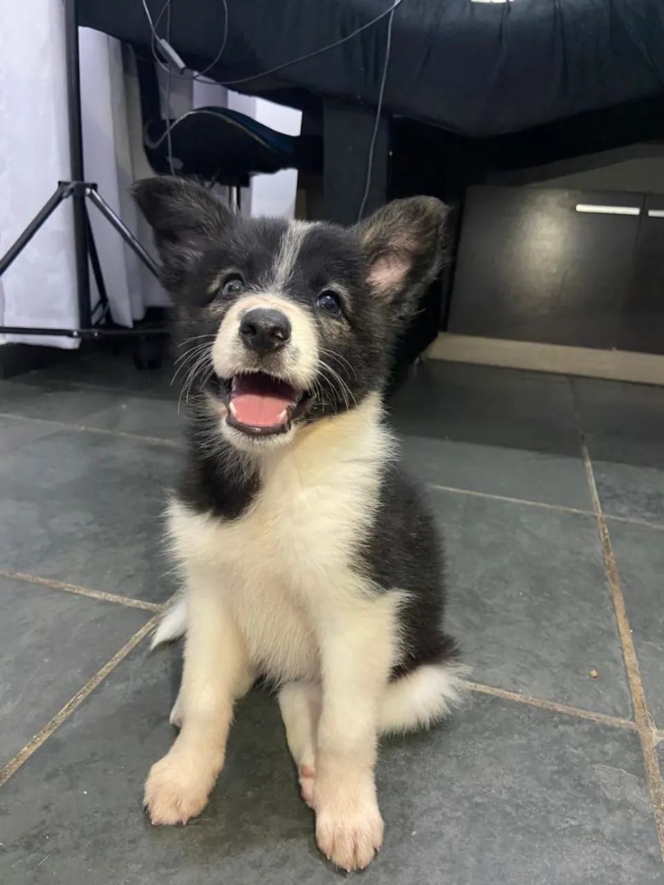 Filhote de Border Collie Fêmea 