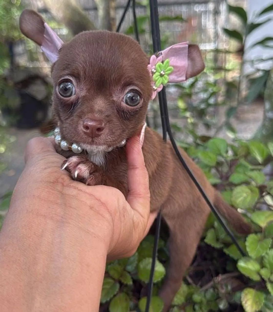 Chihuahua fêmea com vacina importada - Foto 2