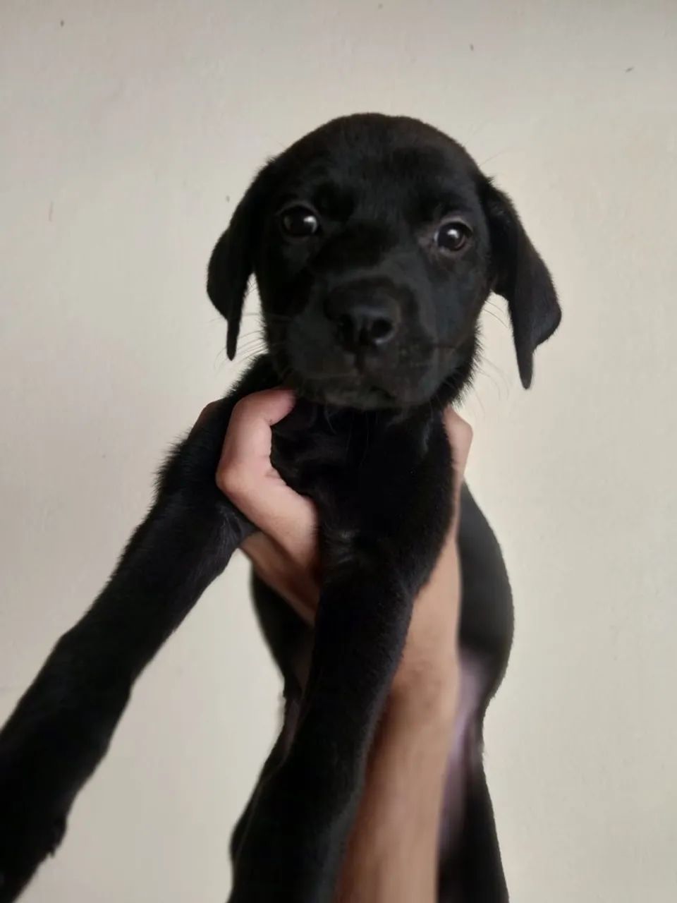 Labrador  - Foto 2