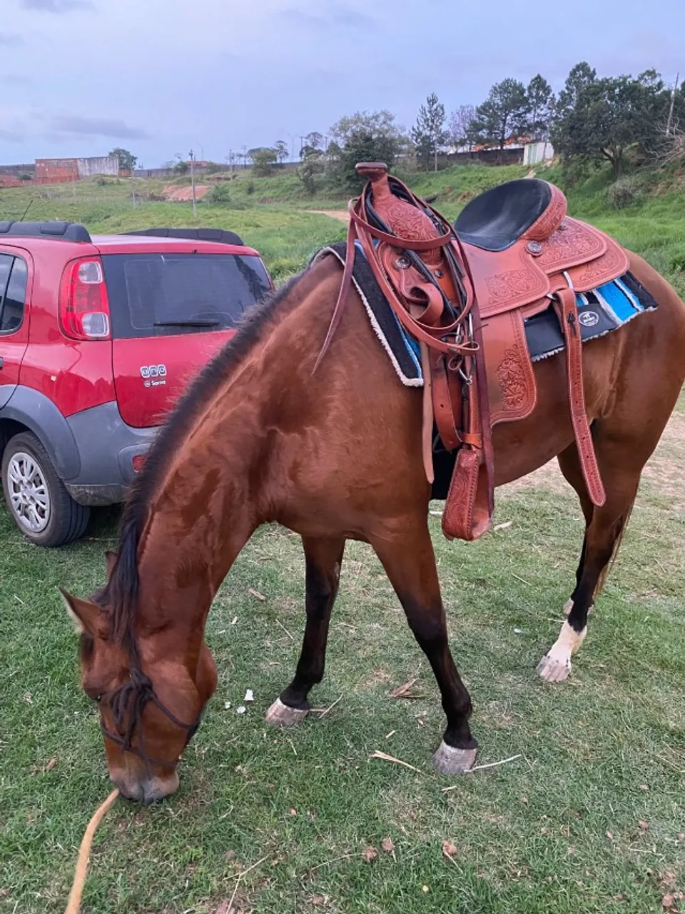 Sela team roping QM completa couro duplado ZERADA - oportunidade!