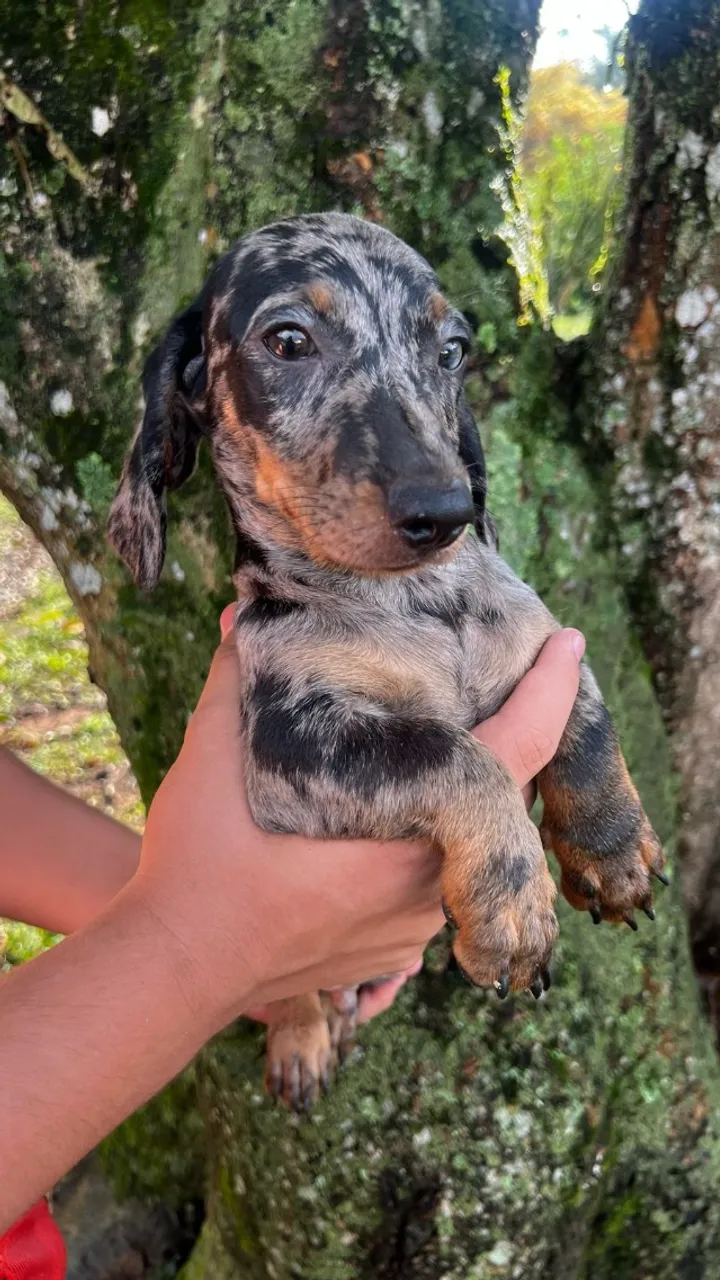 Seu Novo Melhor Amigo Espera por Você: Basset Hound!