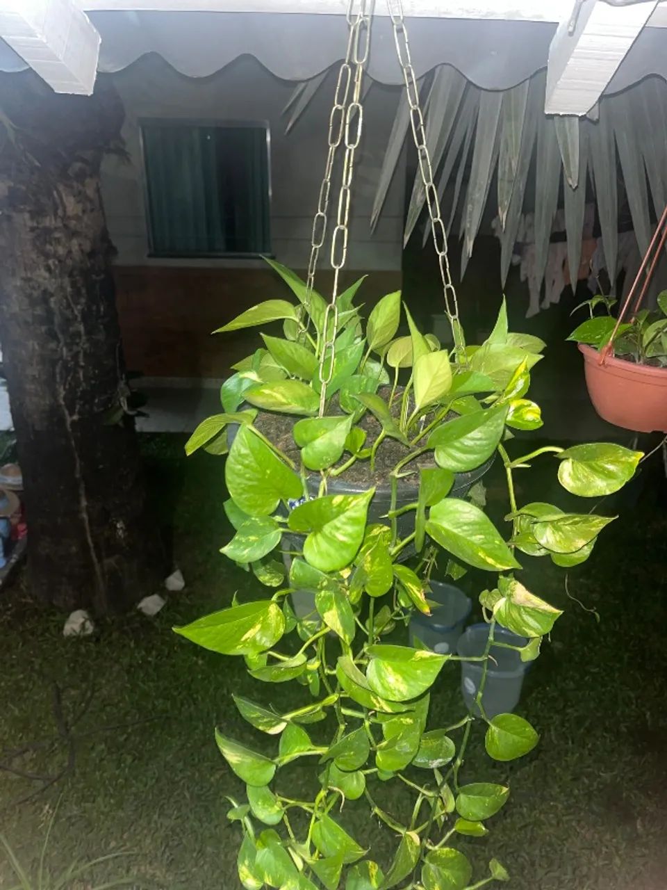 Planta Jiboia (Epipremnum aureum)