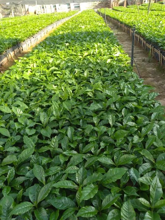 Mudas de café arábica  - Foto 4