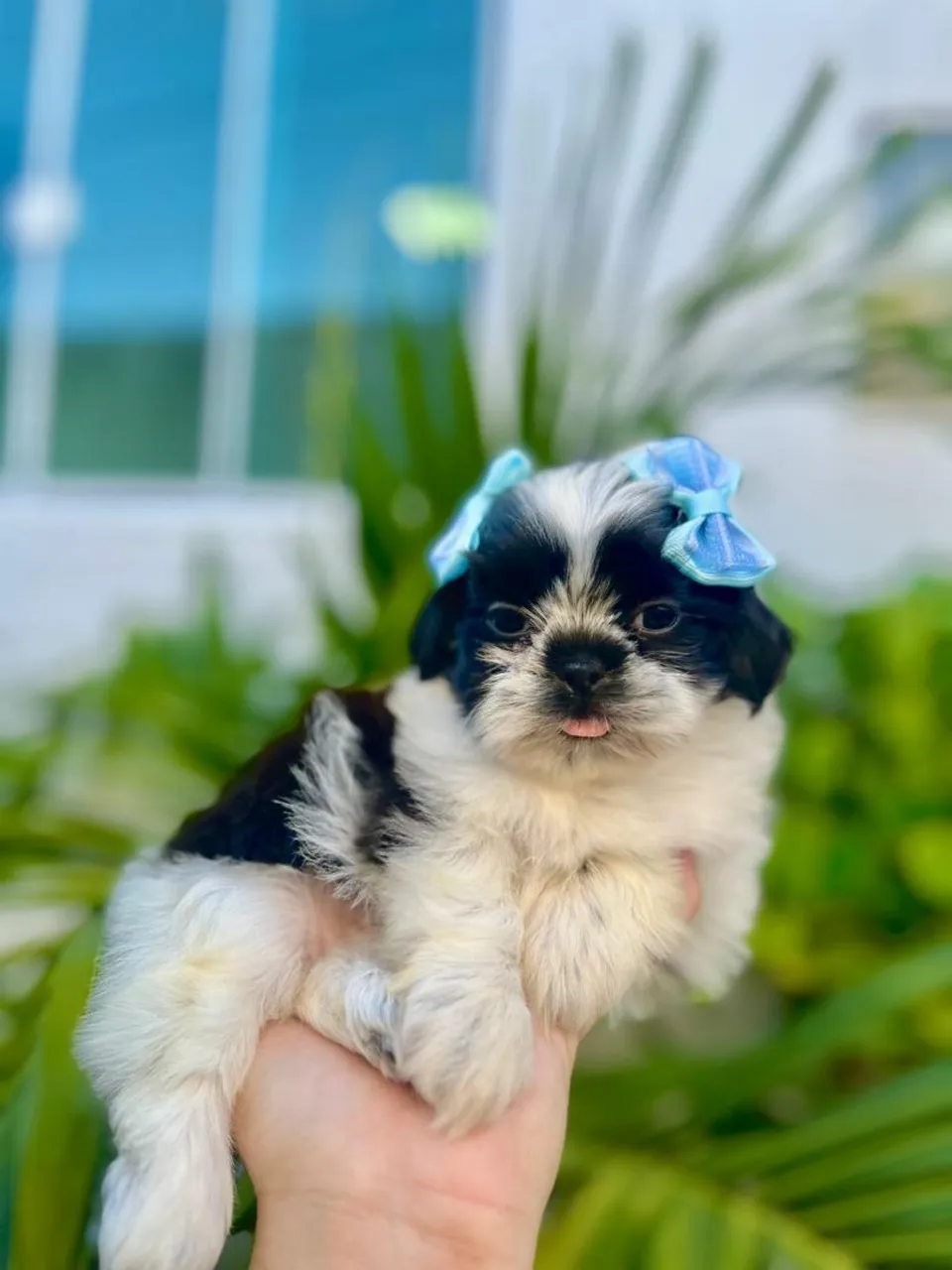 Filhote Shih Tzu fêmea