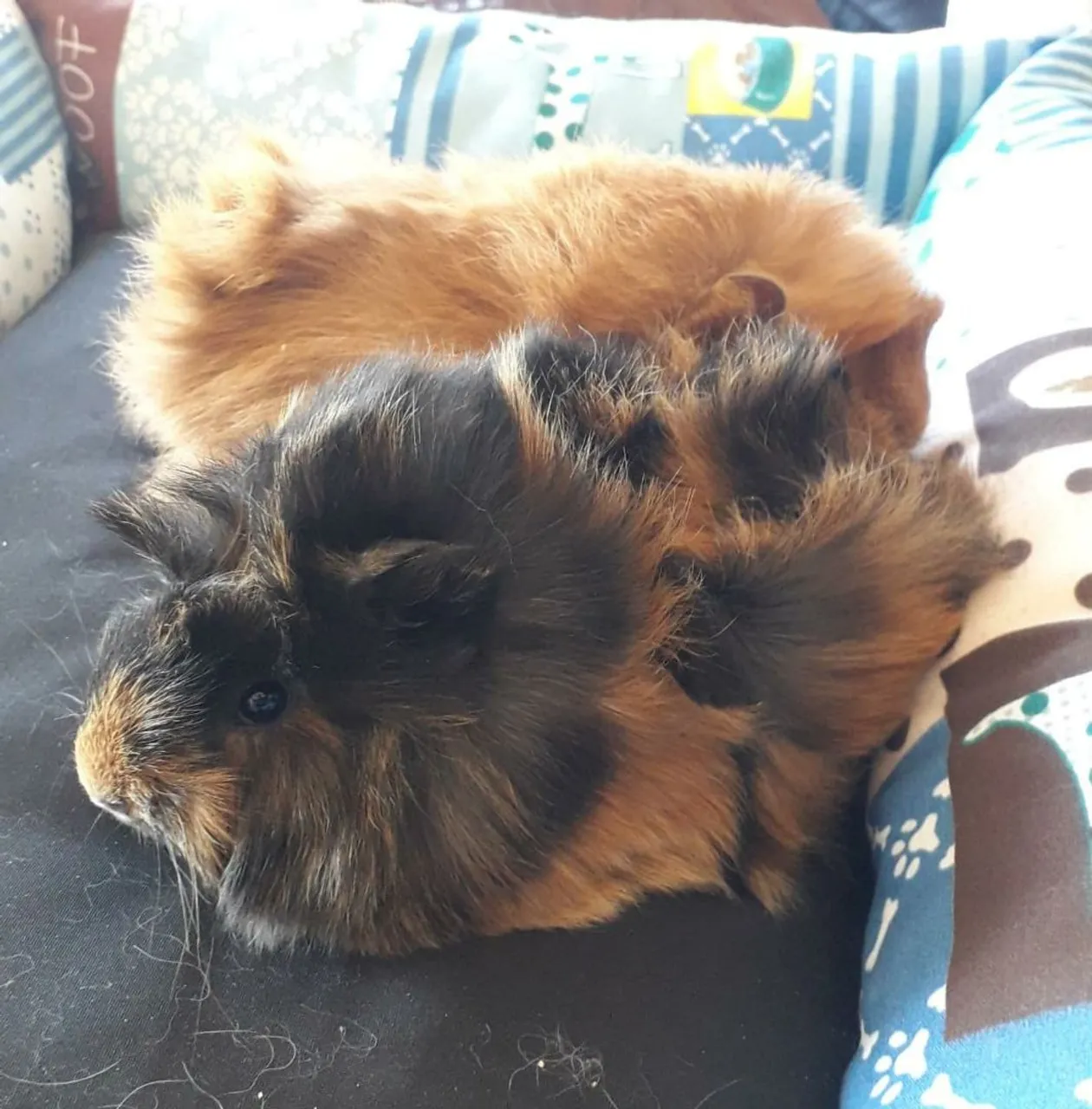 Lindos Porquinhos da Índia