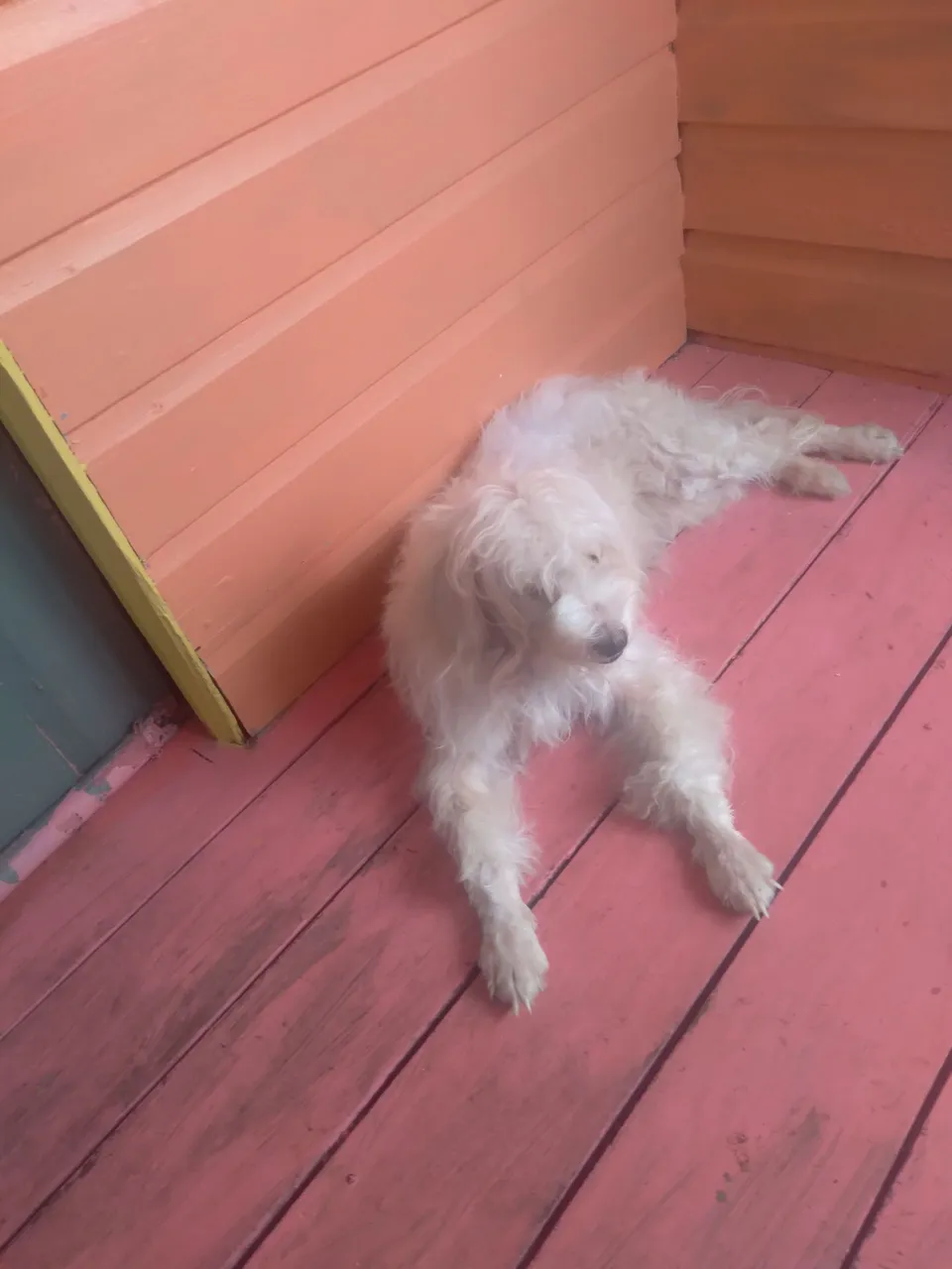 Vendo essa cachorrinha