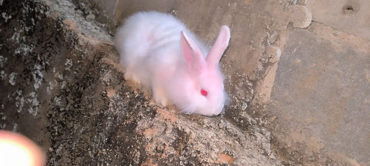 Filhote de leão Coelho64304356313729123