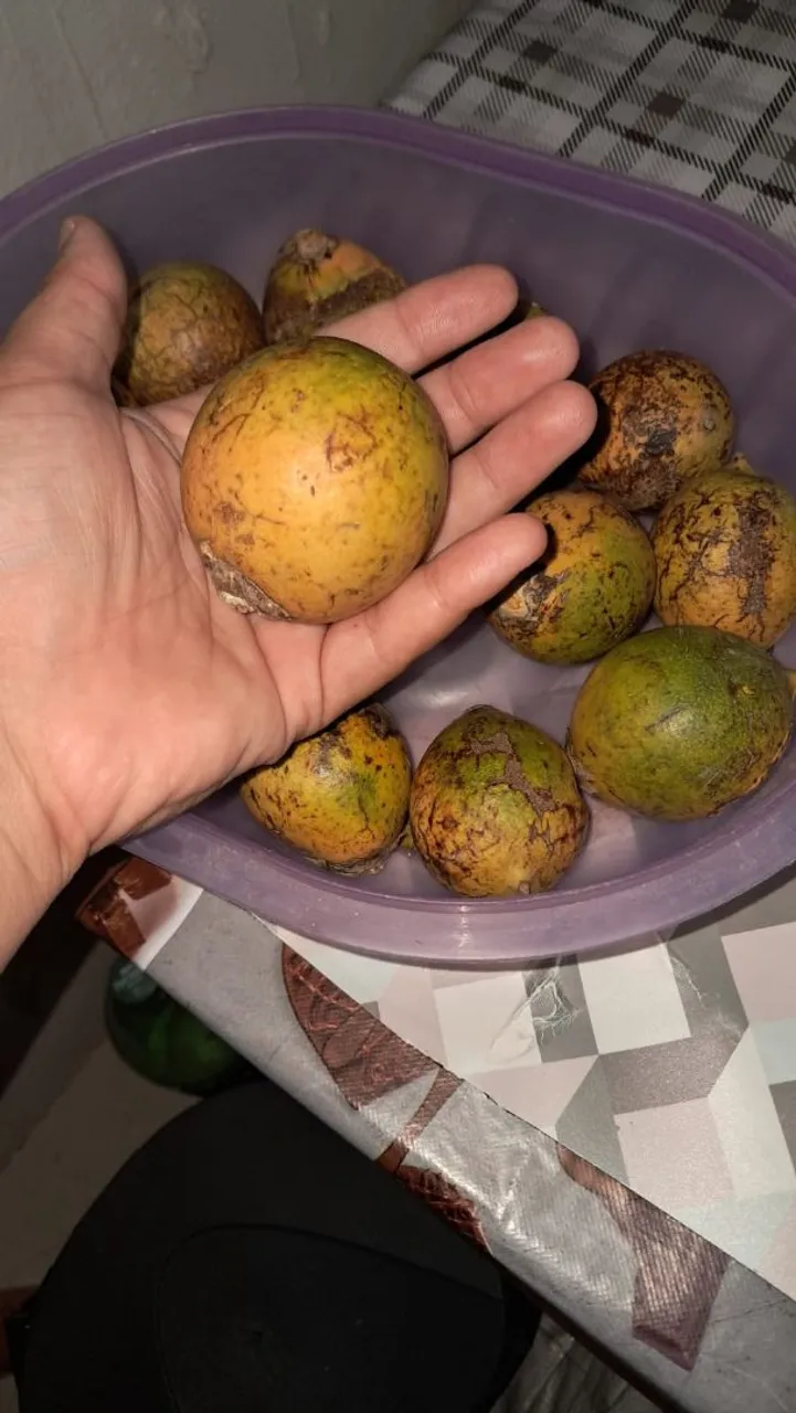 Tucumã 15 por 10,00$
