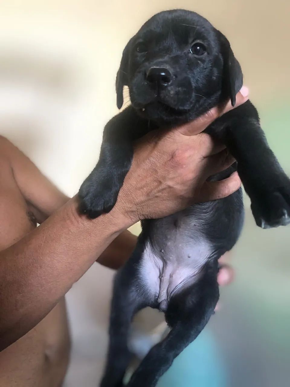 Labrador  - Foto 3