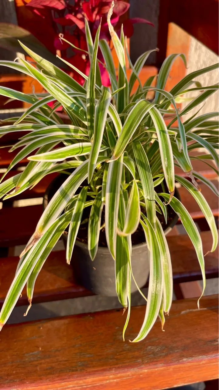 LINDAS PLANTAS PARA DECORAR