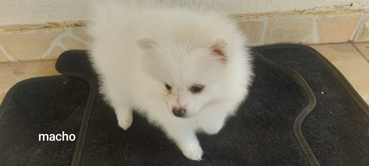 Filhote macho de Spitz Alemão