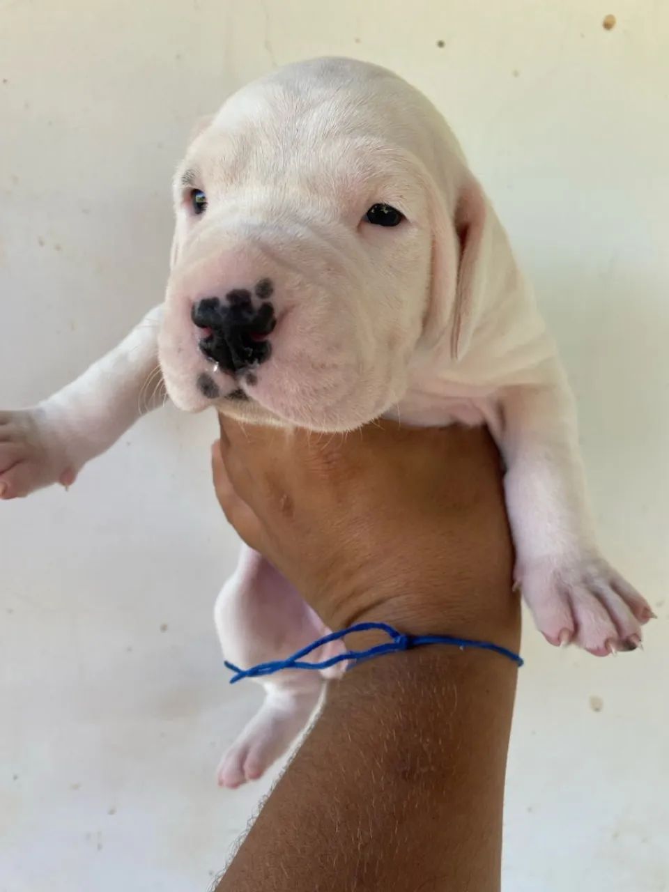 Filhote de Dogo Argentino - Foto 4