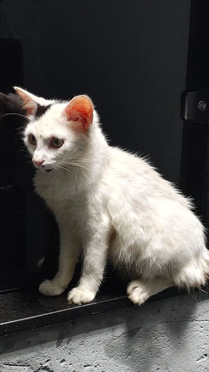 Gatinho branco para adoção