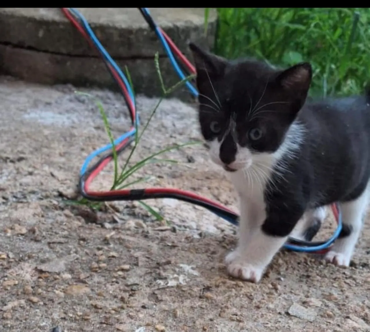 Filhote de gato adorável para adoção