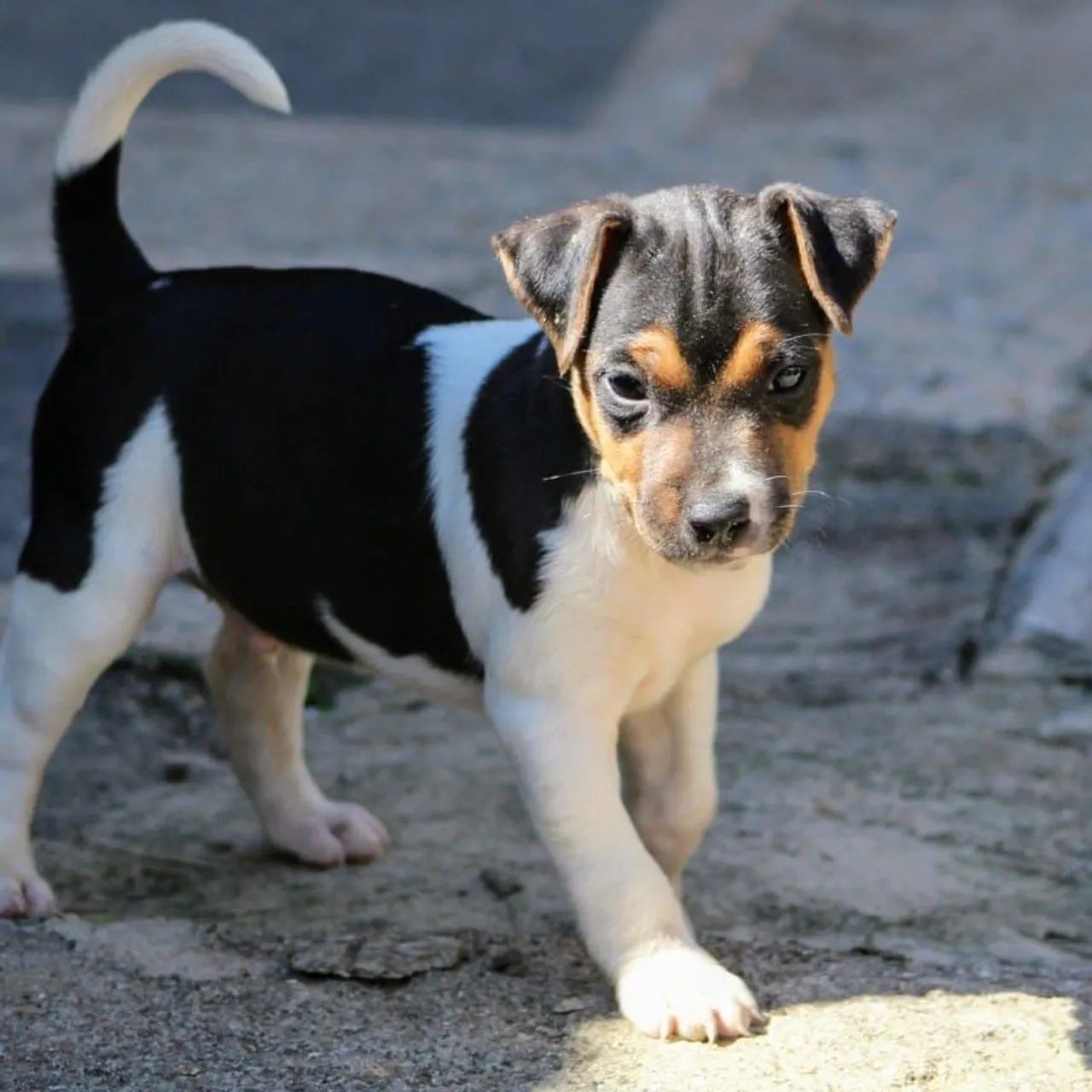 Fox paulistinha (macho) a pronta entrega 