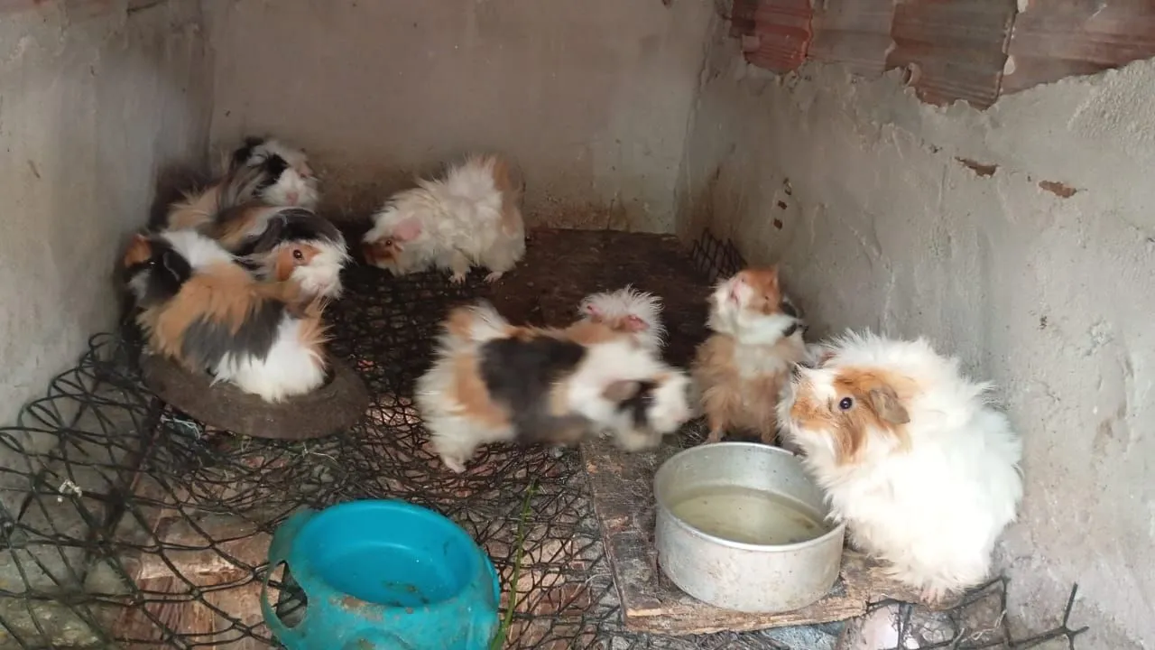 Porquinhos da Índia Lindos e Fofinhos