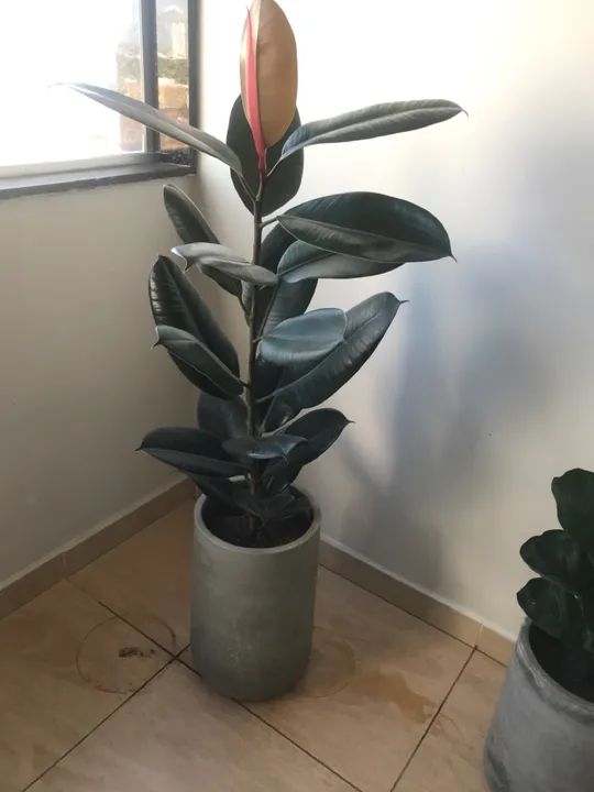 Ficus Elástico- Planta de Interior