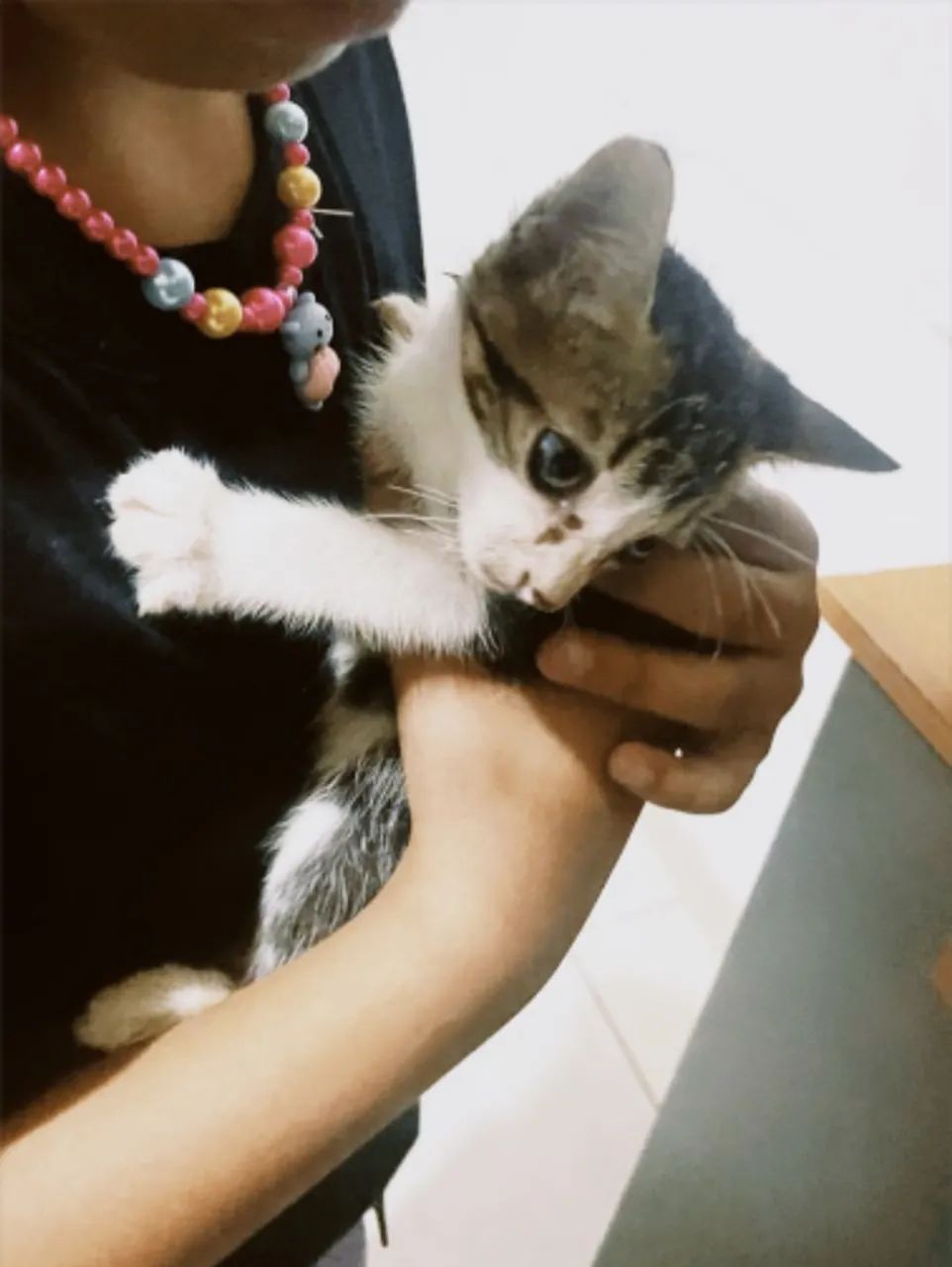 3 gatinhos para doação  - Foto 4