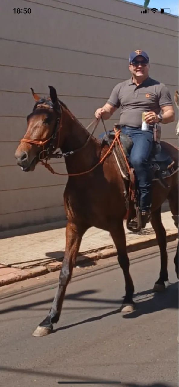 Cavalo mangalarga marchador 