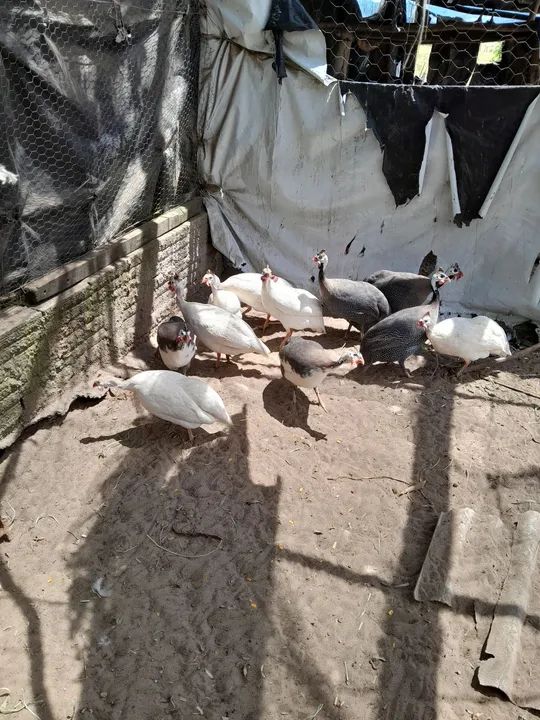 Lote de Galinha D'angola Branca - Foto 3
