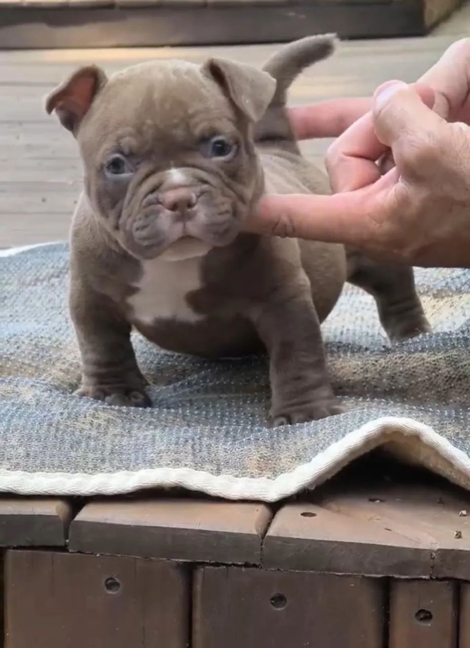 Genética Apurada em American Bully micro - Chame no WhatsApp para Saber Mais - Foto 2