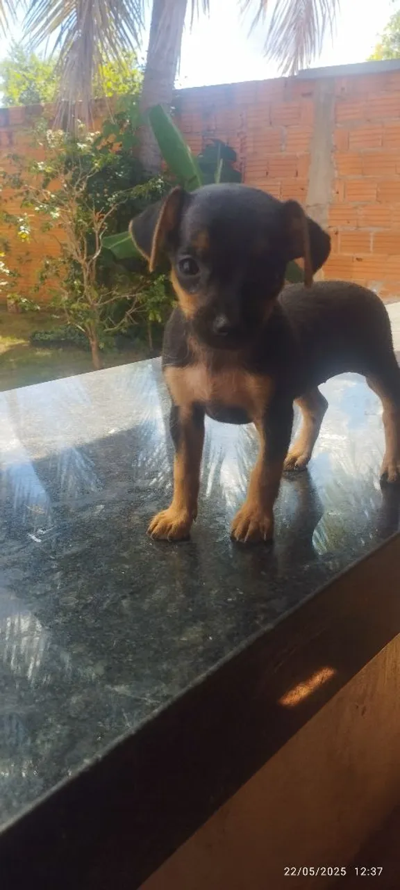 Filhote de Pinscher femea