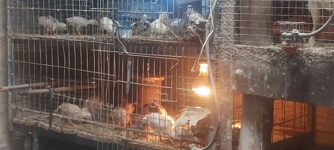 Pintinhos64650879047810120