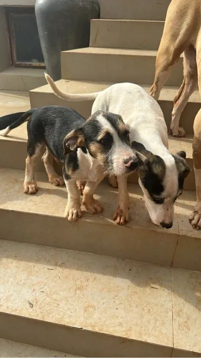 Filhote de cão disponível para adoção - Foto 5