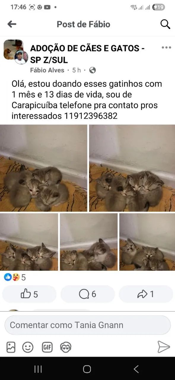 Varios gatinhos para adoção  - Foto 5