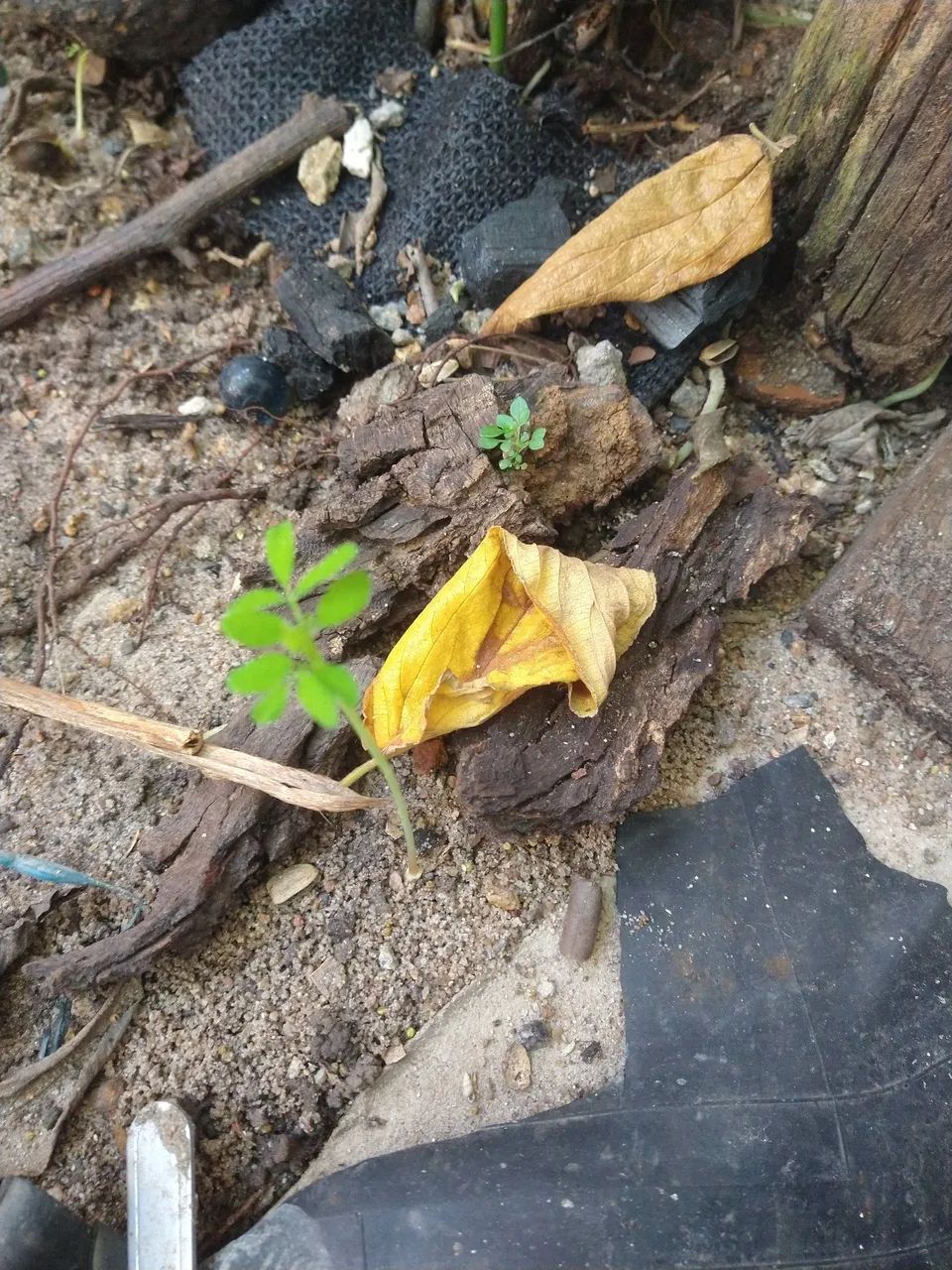Cinco mil sementes de moringa - Foto 3