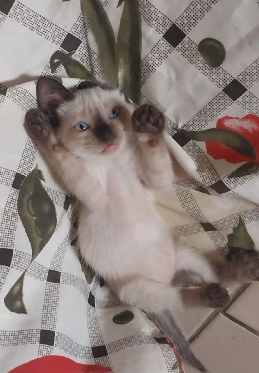 Gato - macho 2 meses (adoção responsável) - Foto 4