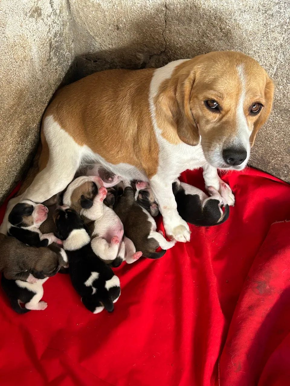 Filhotes de beagles  - Foto 2