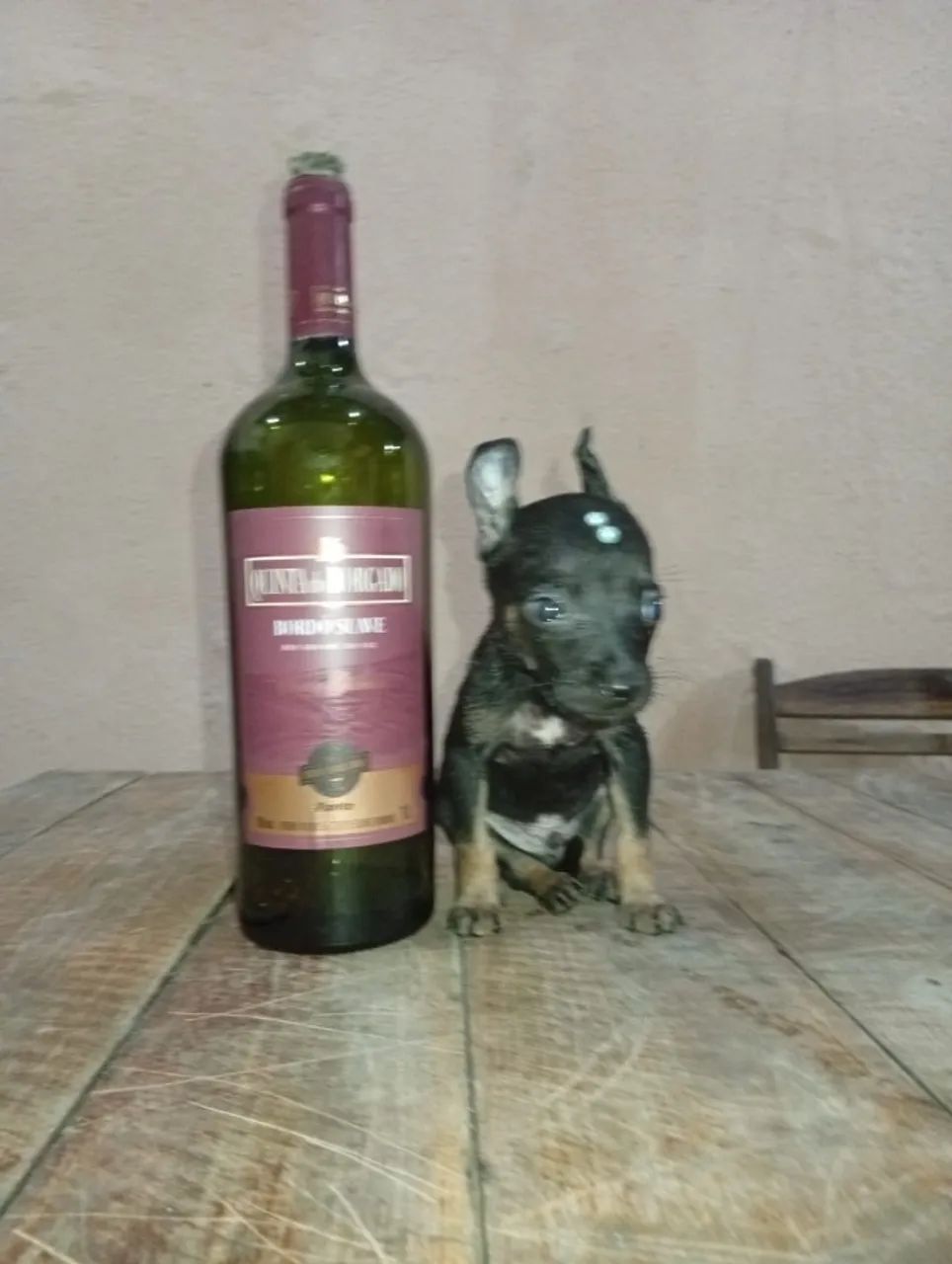 pinscher  - Foto 5