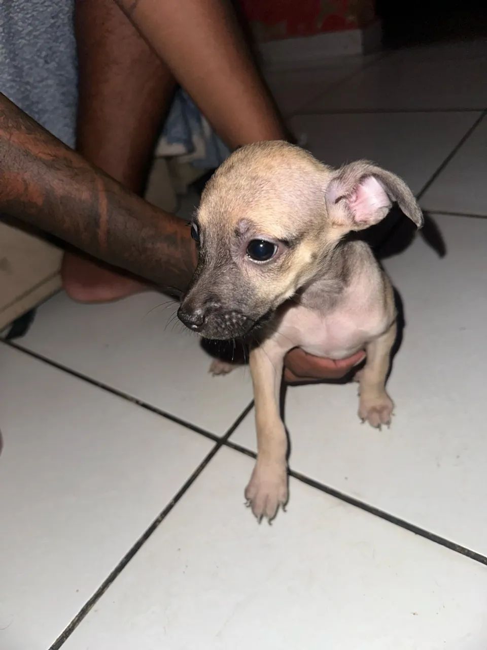 Doação de cachorrinha 