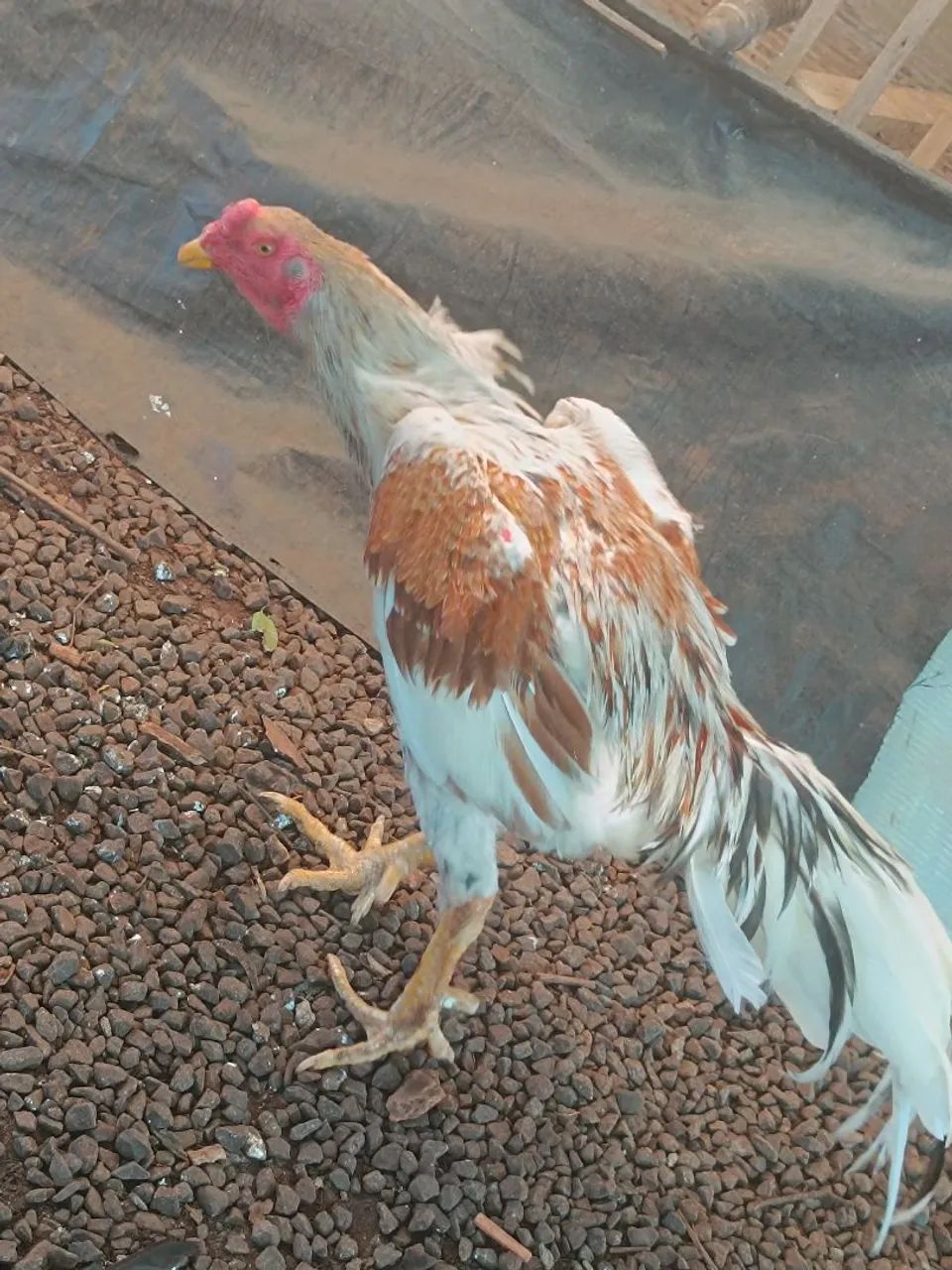 Galo índio 