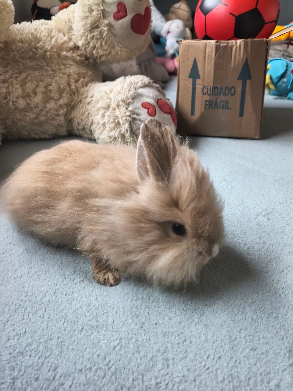 Coelho Mini Lion  - Foto 4