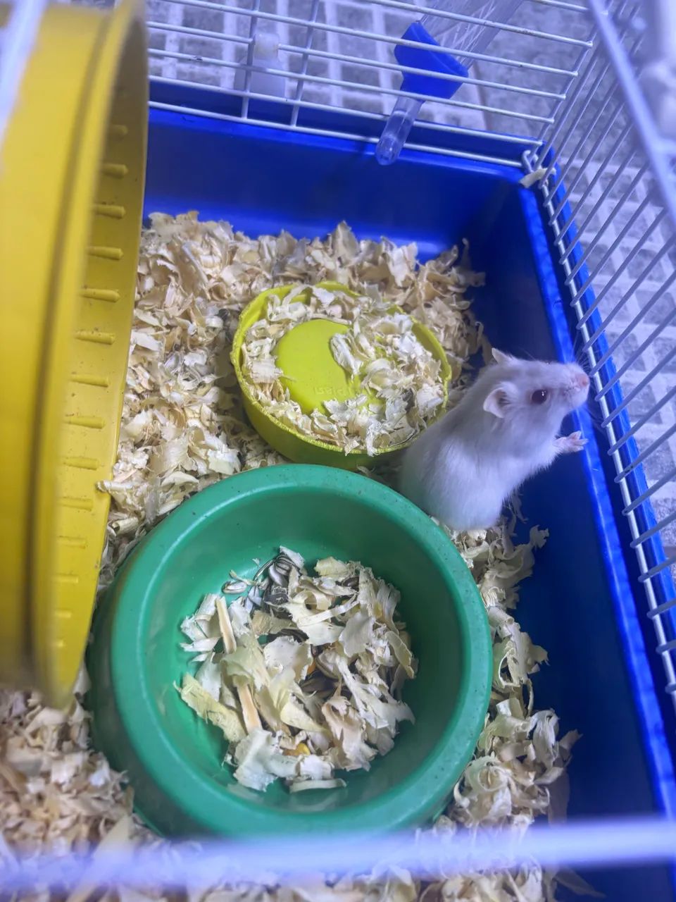 vende-se hamster  - Foto 4